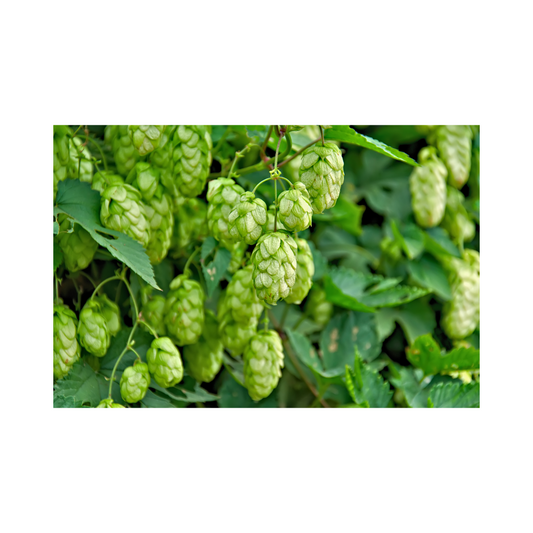 5 Health Benefits of Hops